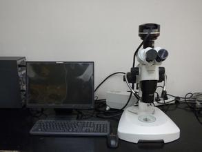 立体显微镜